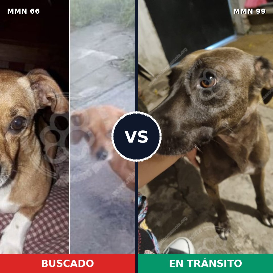 Comparativa MMS 2371: mascota perdida y mascota encontrada, 63% de similitud