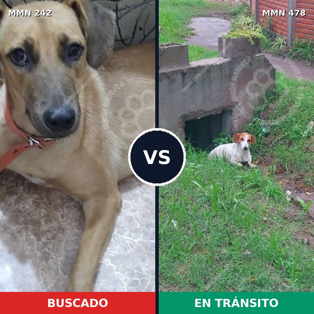 Comparativa MMS 23710: mascota perdida y mascota encontrada, 69% de similitud
