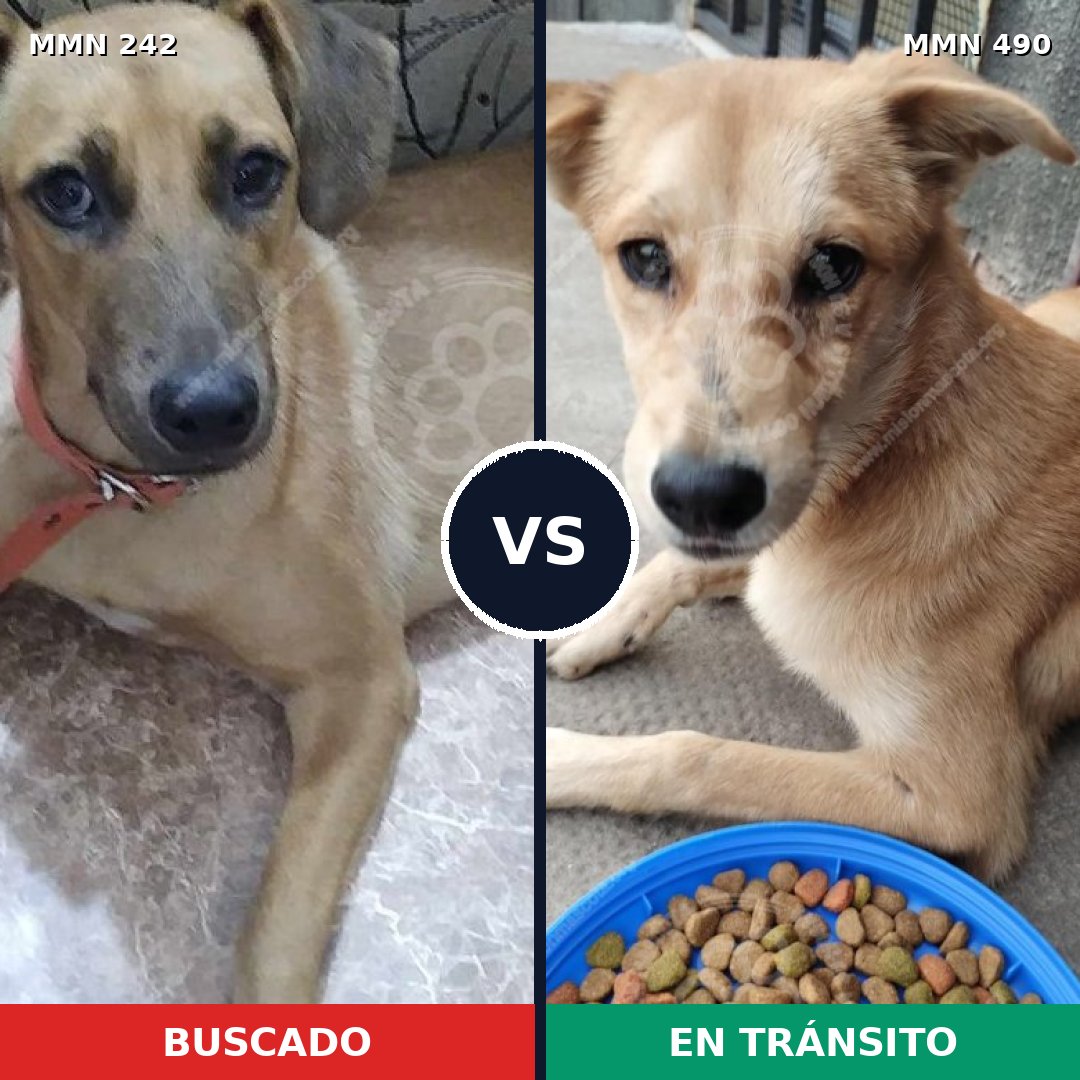 Comparativa MMS 23713: mascota perdida y mascota encontrada, 67% de similitud