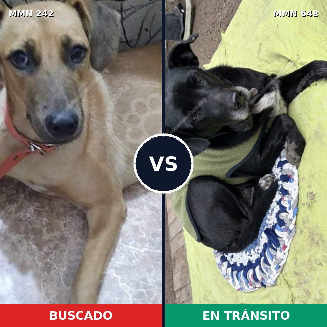 Comparativa MMS 23720: mascota perdida y mascota encontrada, 49% de similitud