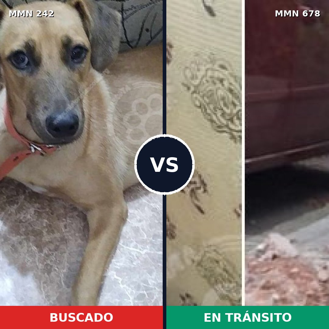 Comparativa MMS 23721: mascota perdida y mascota encontrada, 77% de similitud