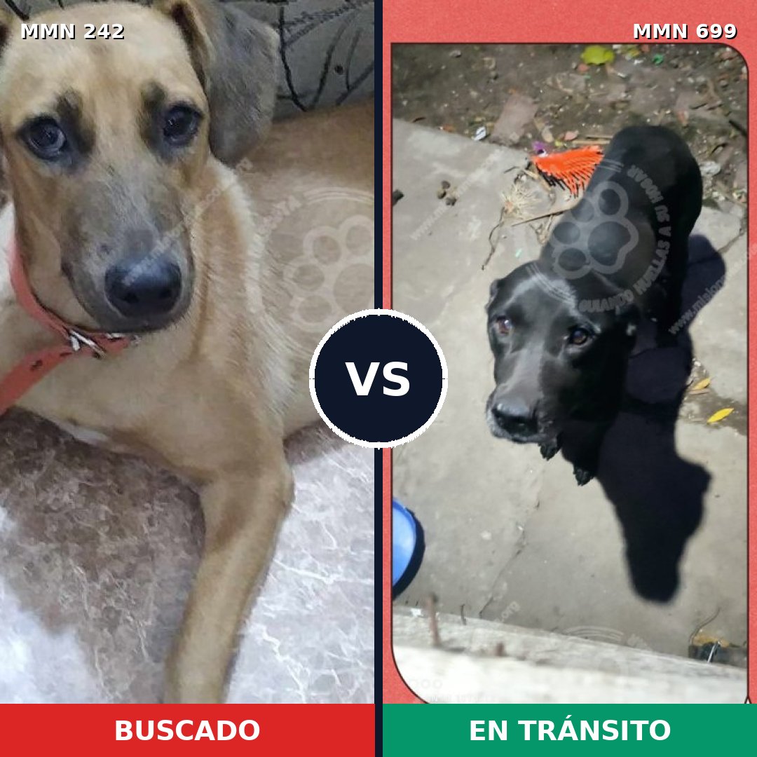 Comparativa MMS 23724: mascota perdida y mascota encontrada, 41% de similitud