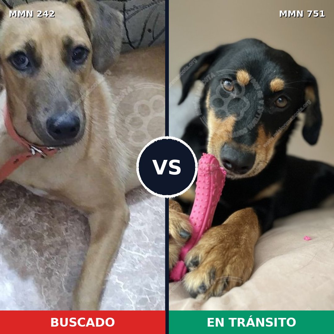 Comparativa MMS 23727: mascota perdida y mascota encontrada, 49% de similitud