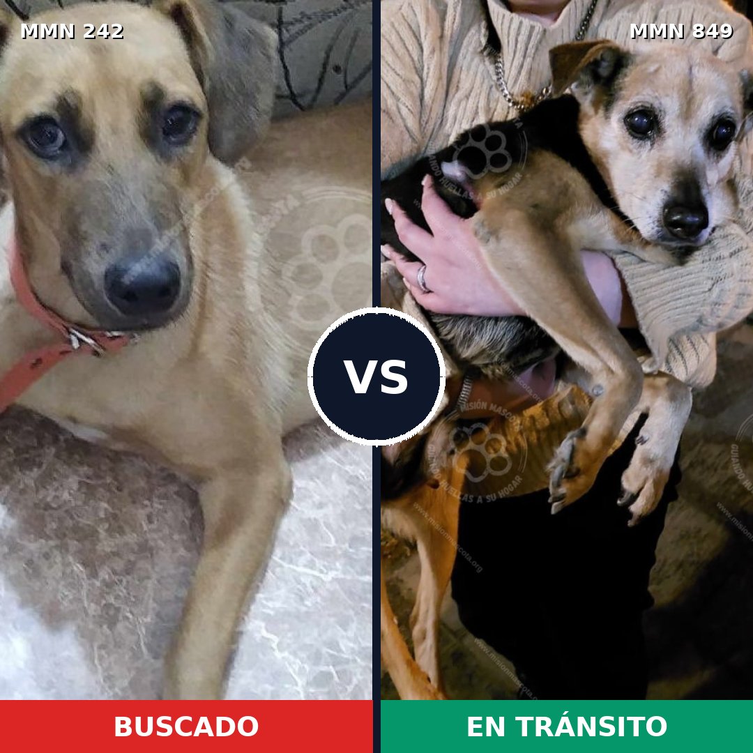 Comparativa MMS 23729: mascota perdida y mascota encontrada, 58% de similitud