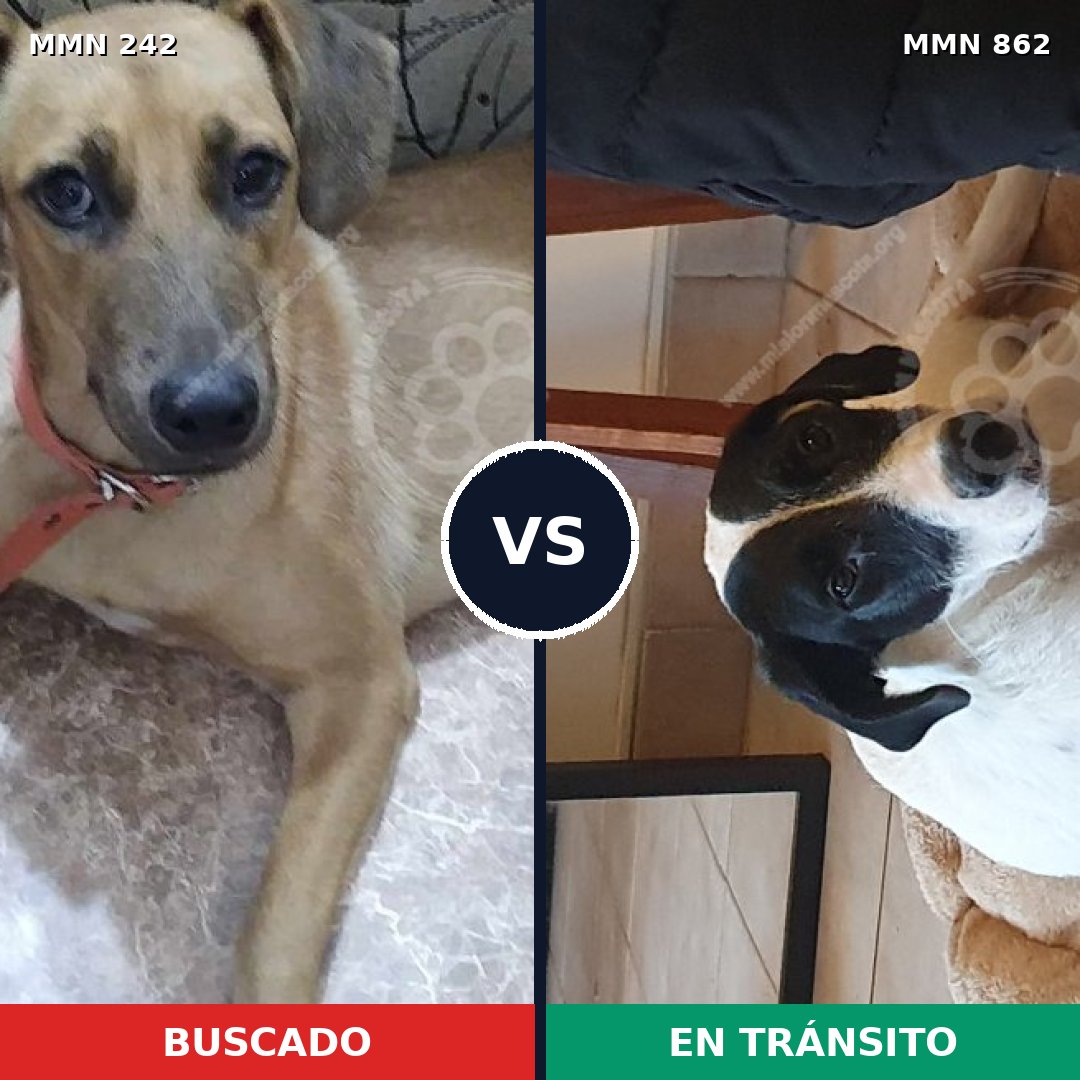 Comparativa MMS 23730: mascota perdida y mascota encontrada, 52% de similitud