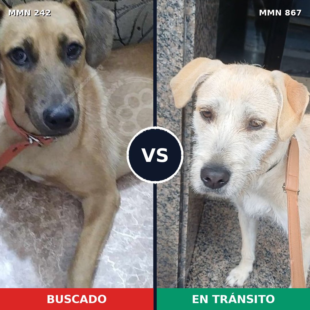Comparativa MMS 23731: mascota perdida y mascota encontrada, 55% de similitud