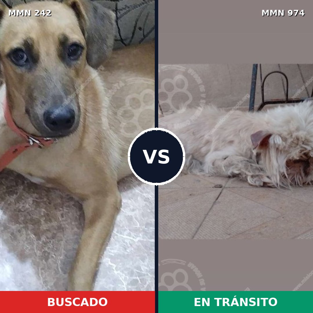 Comparativa MMS 23732: mascota perdida y mascota encontrada, 41% de similitud