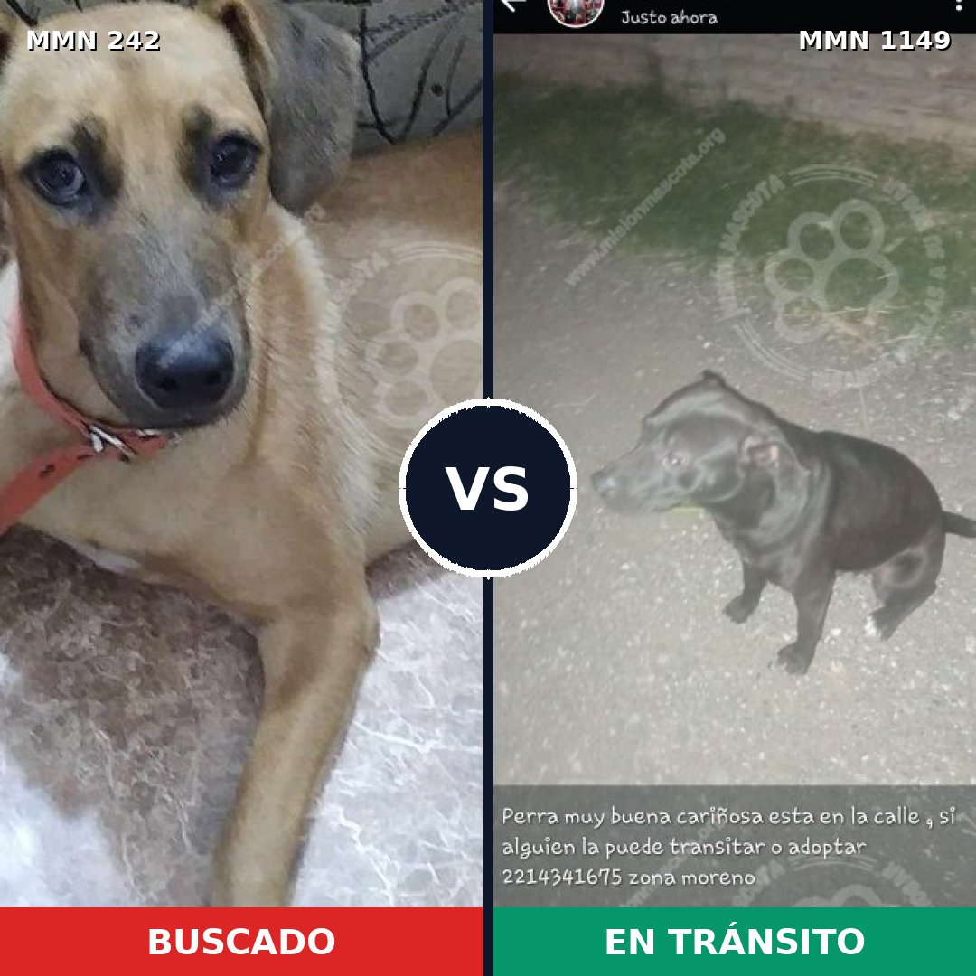 Comparativa MMS 23733: mascota perdida y mascota encontrada, 54% de similitud
