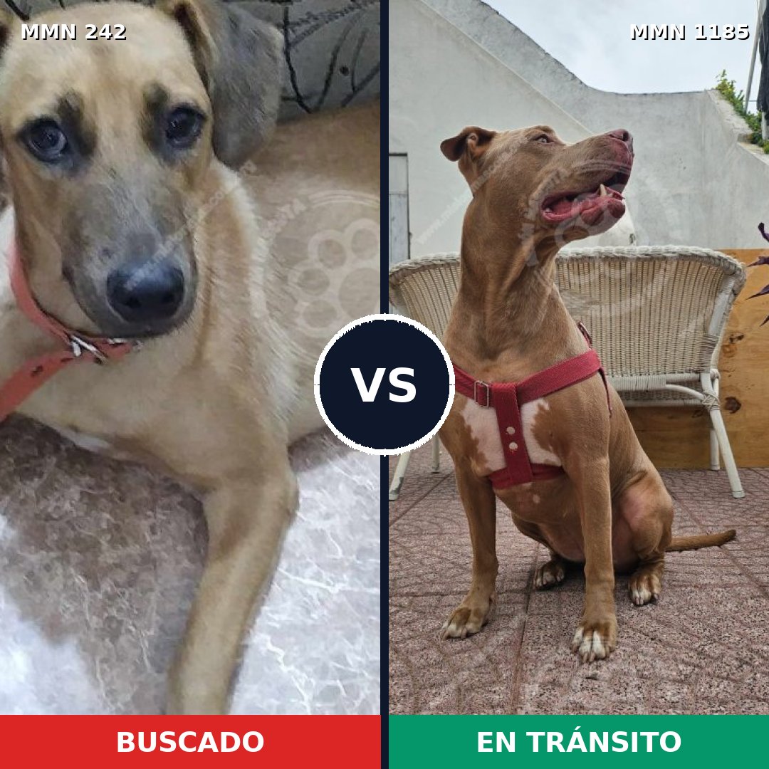 Comparativa MMS 23736: mascota perdida y mascota encontrada, 40% de similitud