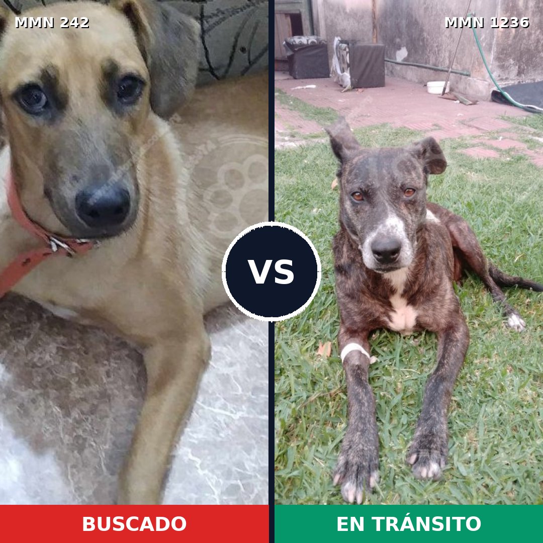 Comparativa MMS 23739: mascota perdida y mascota encontrada, 68% de similitud