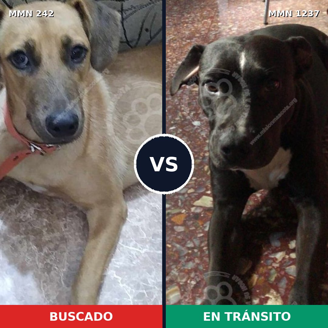 Comparativa MMS 23740: mascota perdida y mascota encontrada, 83% de similitud