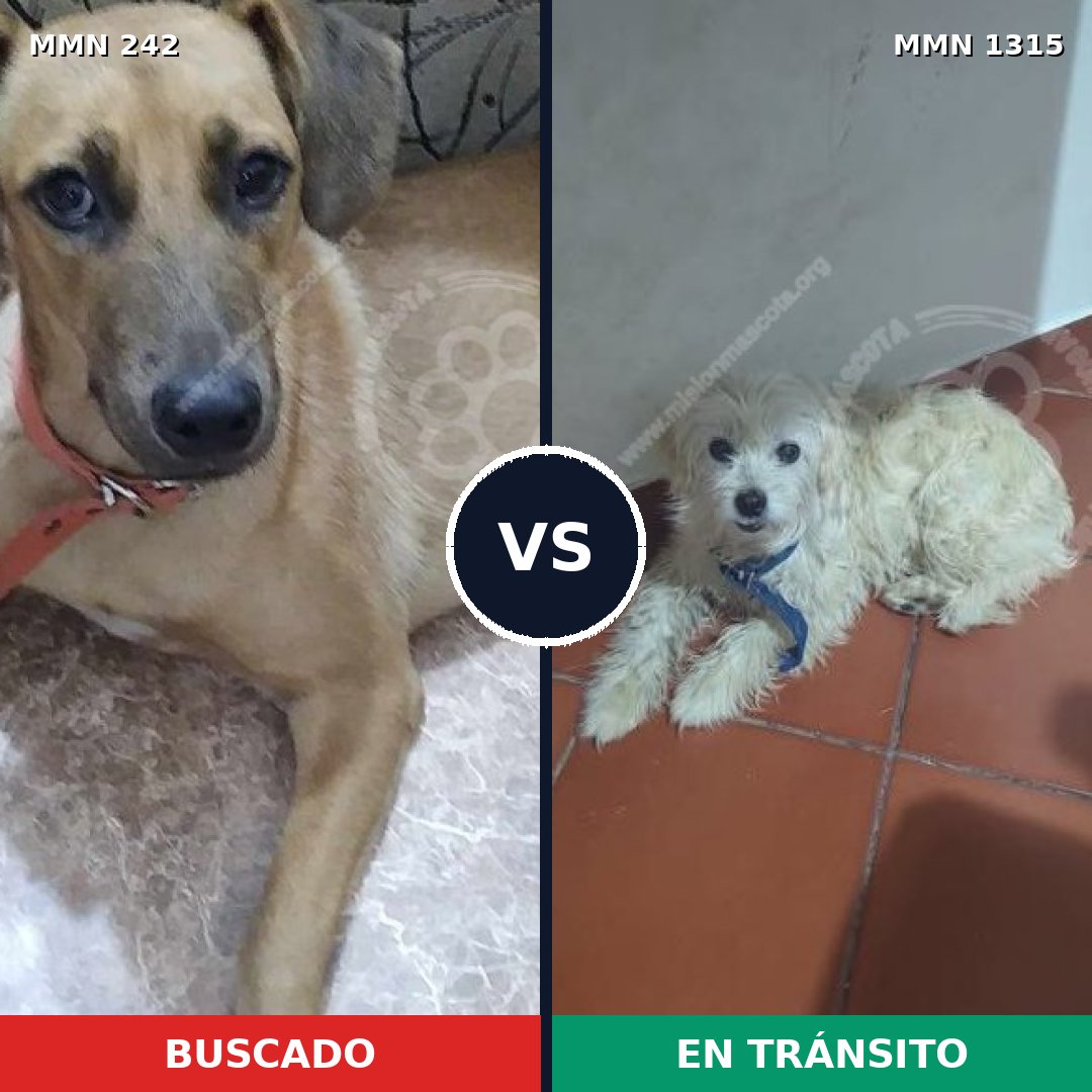 Comparativa MMS 23745: mascota perdida y mascota encontrada, 56% de similitud
