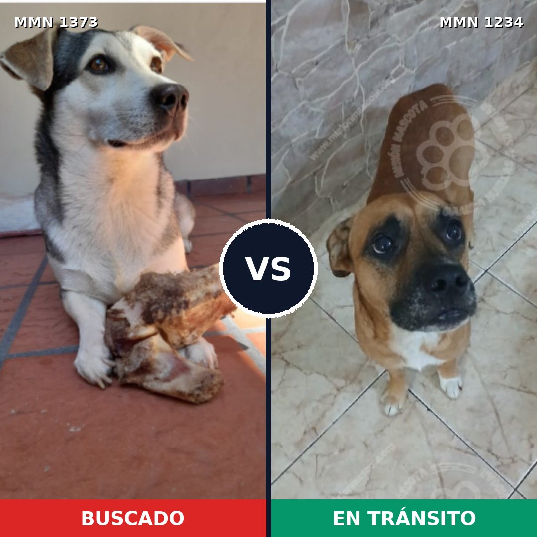 Comparativa MMS 23748: mascota perdida y mascota encontrada, 54% de similitud