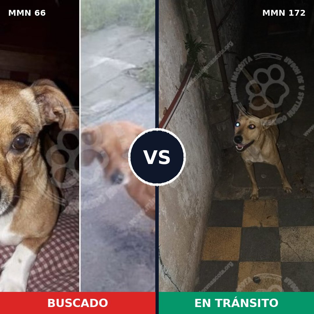 Comparativa MMS 2375: mascota perdida y mascota encontrada, 22% de similitud