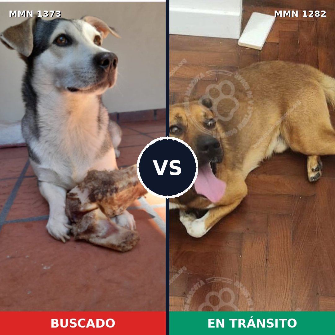 Comparativa MMS 23753: mascota perdida y mascota encontrada, 73% de similitud