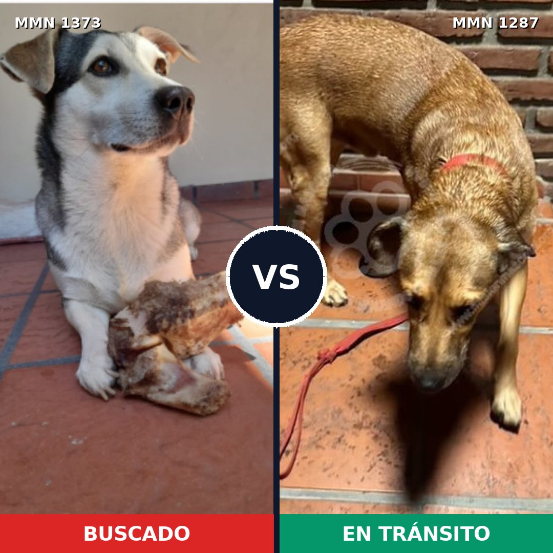 Comparativa MMS 23754: mascota perdida y mascota encontrada, 57% de similitud
