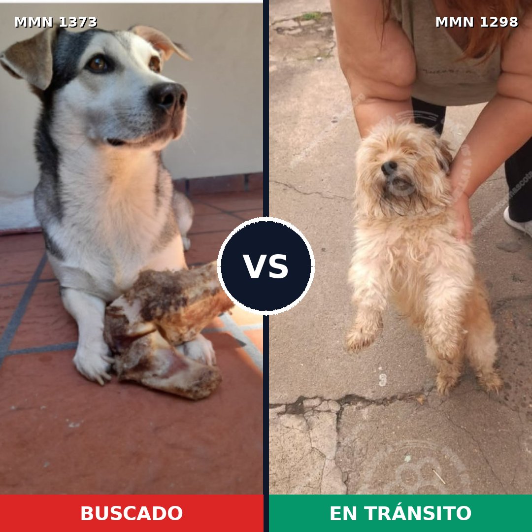 Comparativa MMS 23755: mascota perdida y mascota encontrada, 49% de similitud