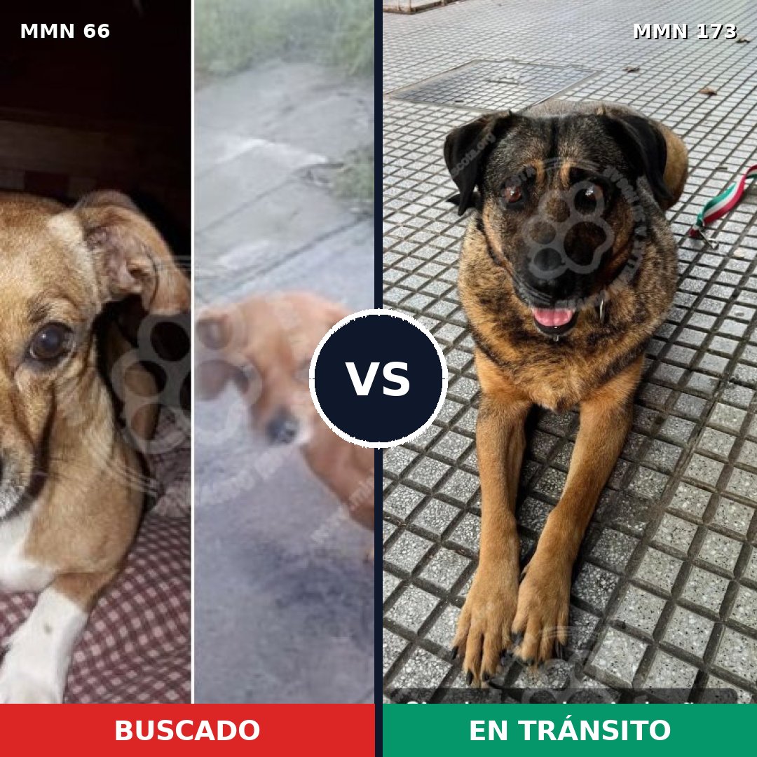 Comparativa MMS 2376: mascota perdida y mascota encontrada, 26% de similitud