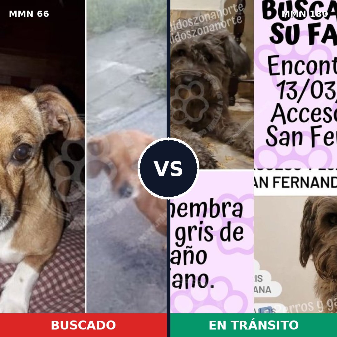 Comparativa MMS 2378: mascota perdida y mascota encontrada, 8% de similitud