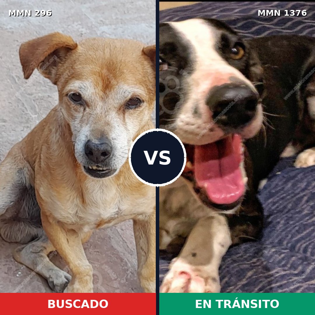 Comparativa MMS 23784: mascota perdida y mascota encontrada, 65% de similitud