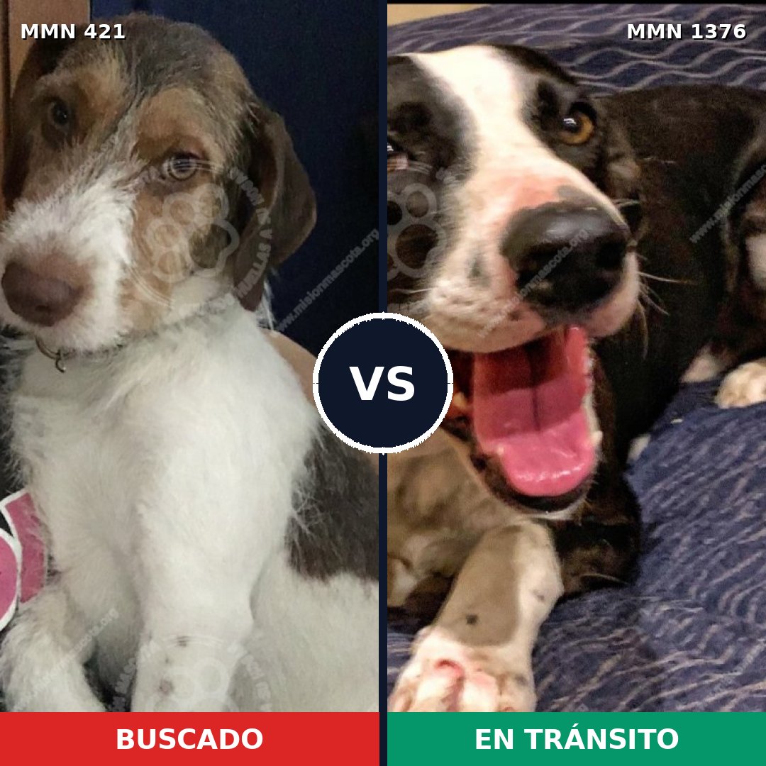 Comparativa MMS 23789: mascota perdida y mascota encontrada, 65% de similitud