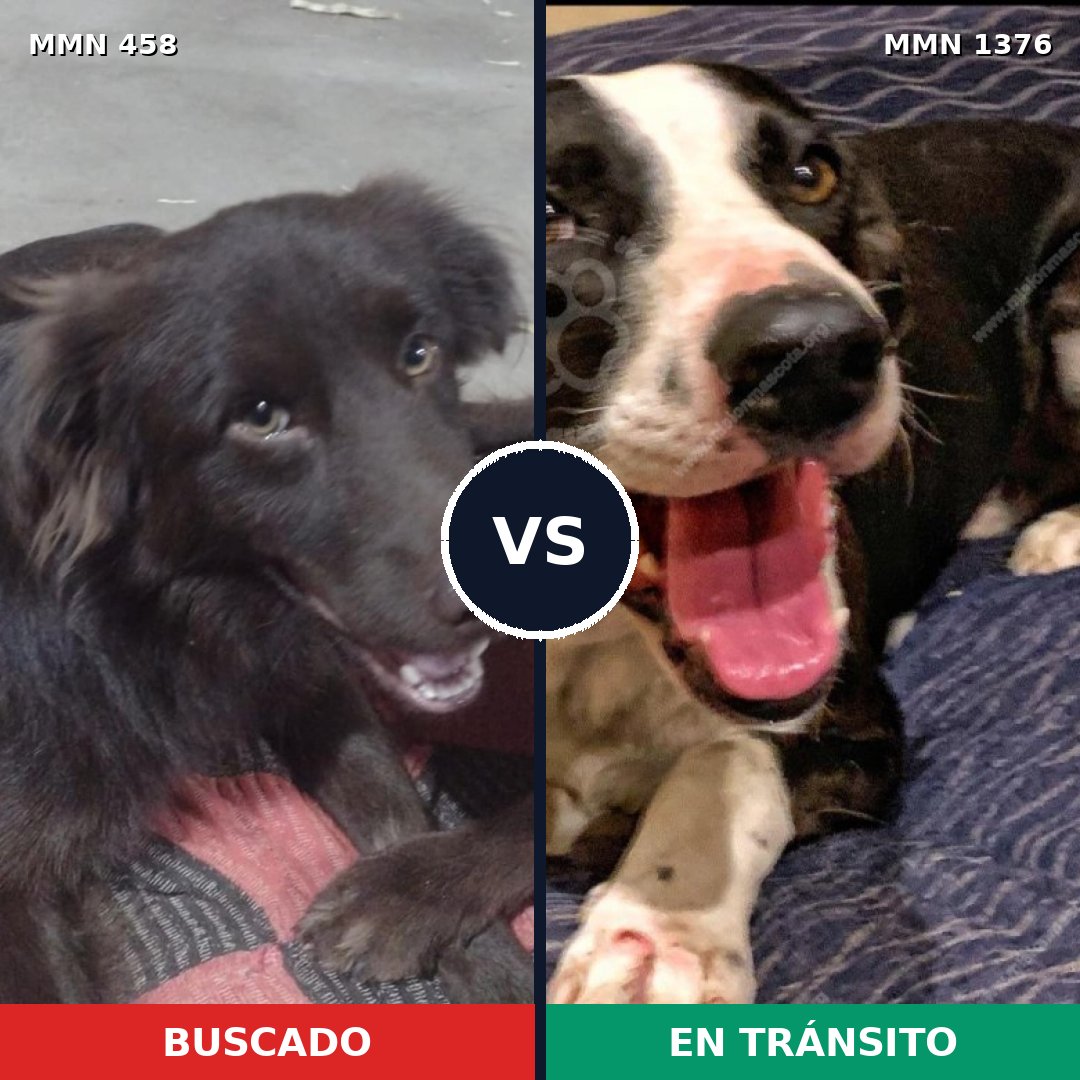Comparativa MMS 23793: mascota perdida y mascota encontrada, 62% de similitud