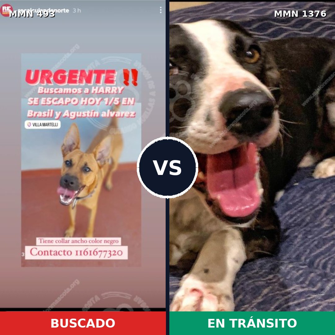 Comparativa MMS 23798: mascota perdida y mascota encontrada, 65% de similitud