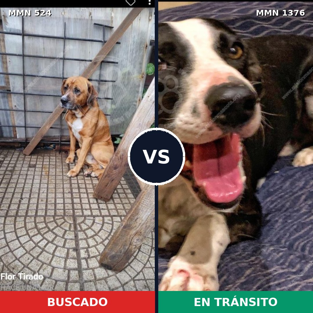 Comparativa MMS 23799: mascota perdida y mascota encontrada, 63% de similitud