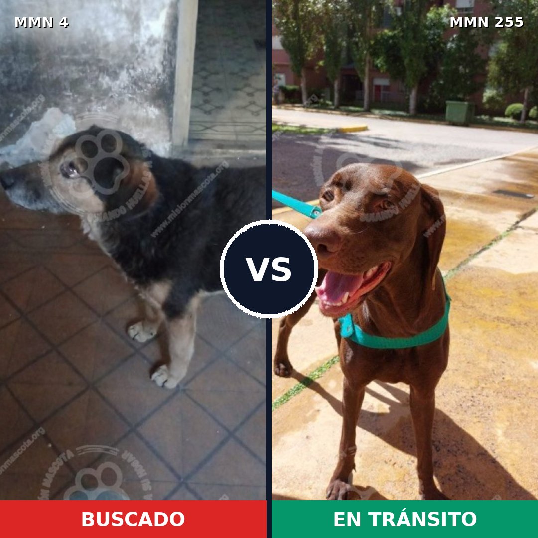 Comparativa MMS 238: mascota perdida y mascota encontrada, 58% de similitud