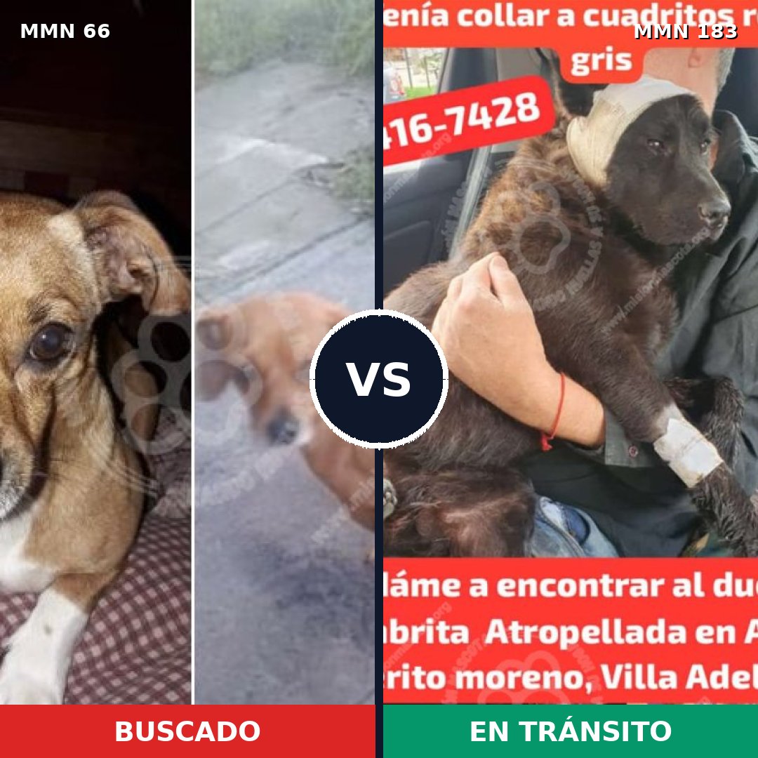 Comparativa MMS 2380: mascota perdida y mascota encontrada, 8% de similitud