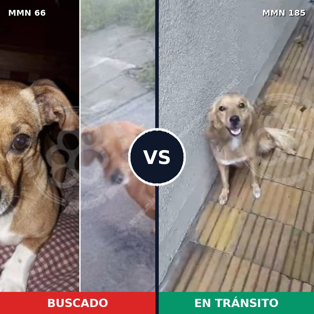 Comparativa MMS 2381: mascota perdida y mascota encontrada, 6% de similitud