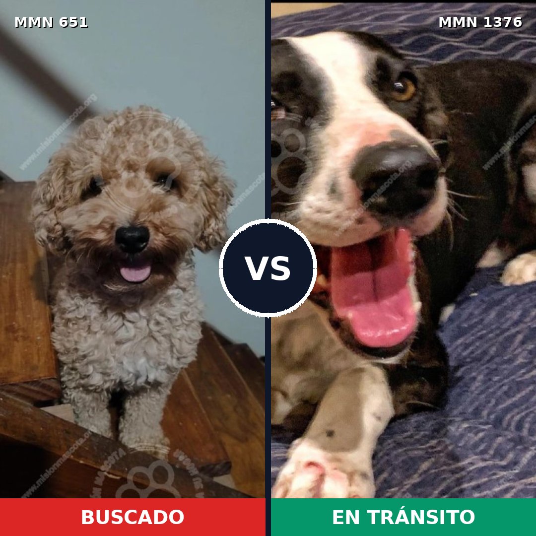 Comparativa MMS 23818: mascota perdida y mascota encontrada, 16% de similitud