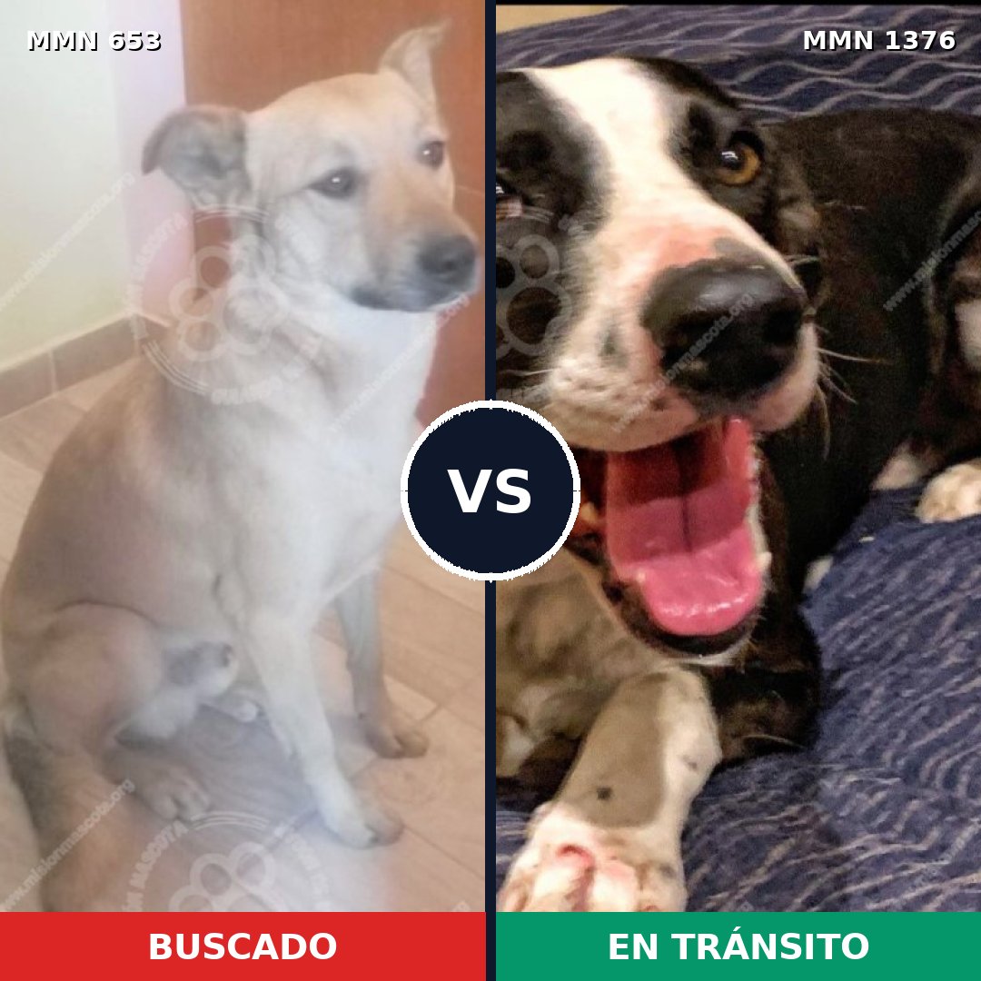 Comparativa MMS 23819: mascota perdida y mascota encontrada, 65% de similitud