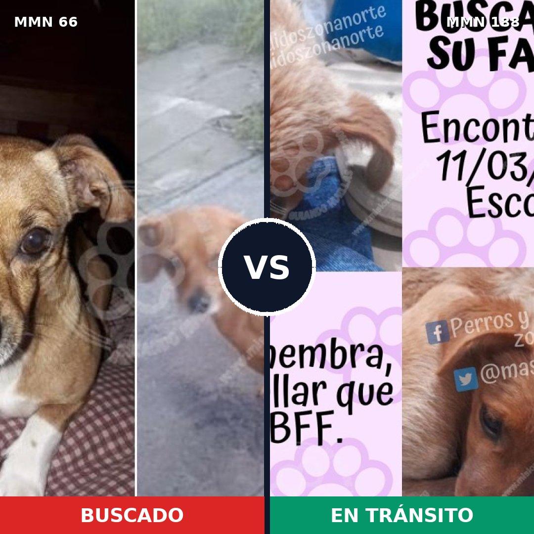 Comparativa MMS 2382: mascota perdida y mascota encontrada, 51% de similitud