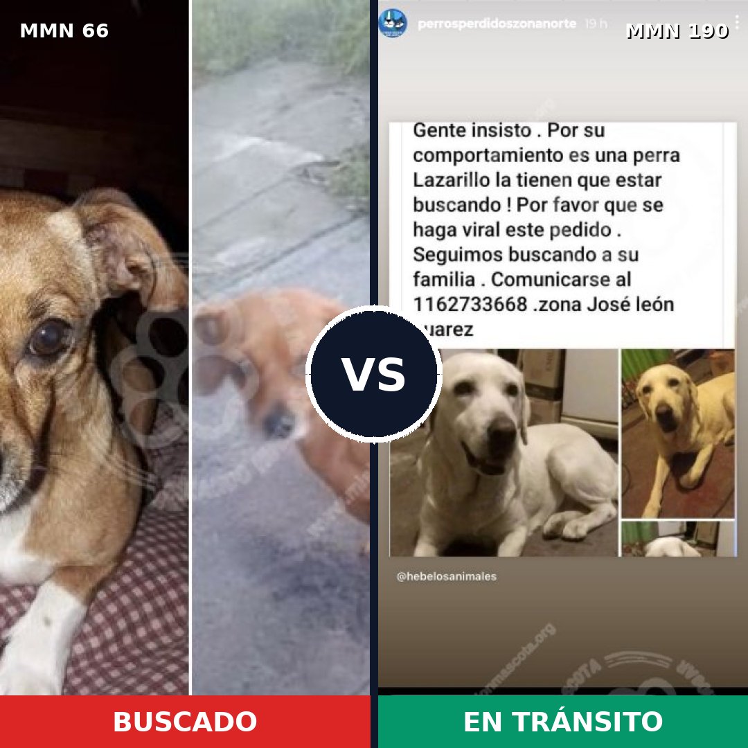 Comparativa MMS 2383: mascota perdida y mascota encontrada, 11% de similitud