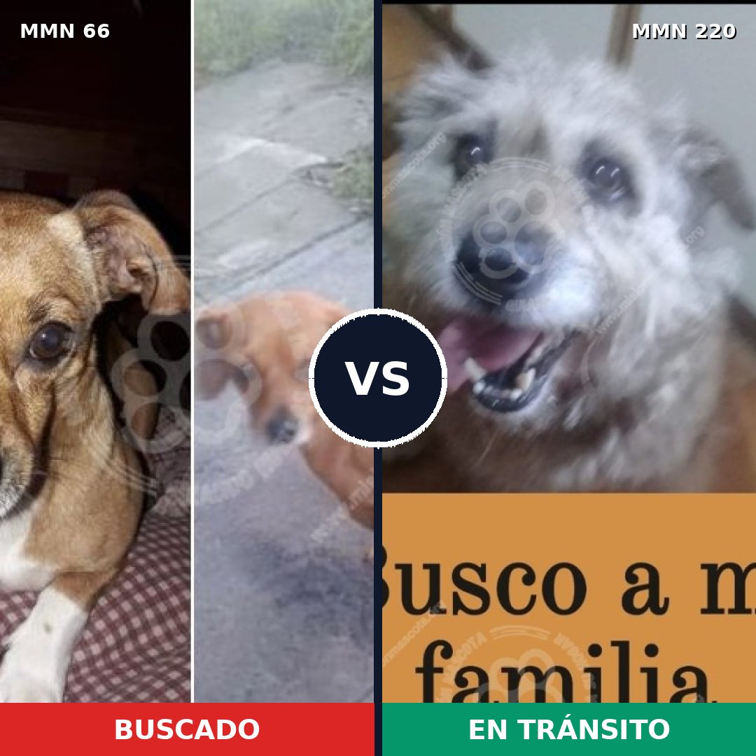 Comparativa MMS 2386: mascota perdida y mascota encontrada, 8% de similitud
