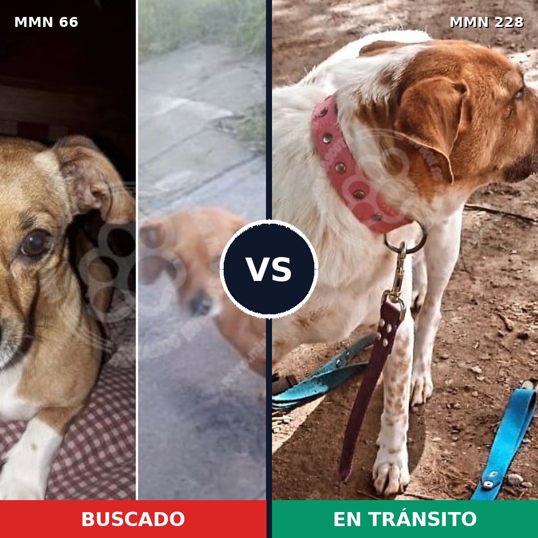 Comparativa MMS 2387: mascota perdida y mascota encontrada, 32% de similitud