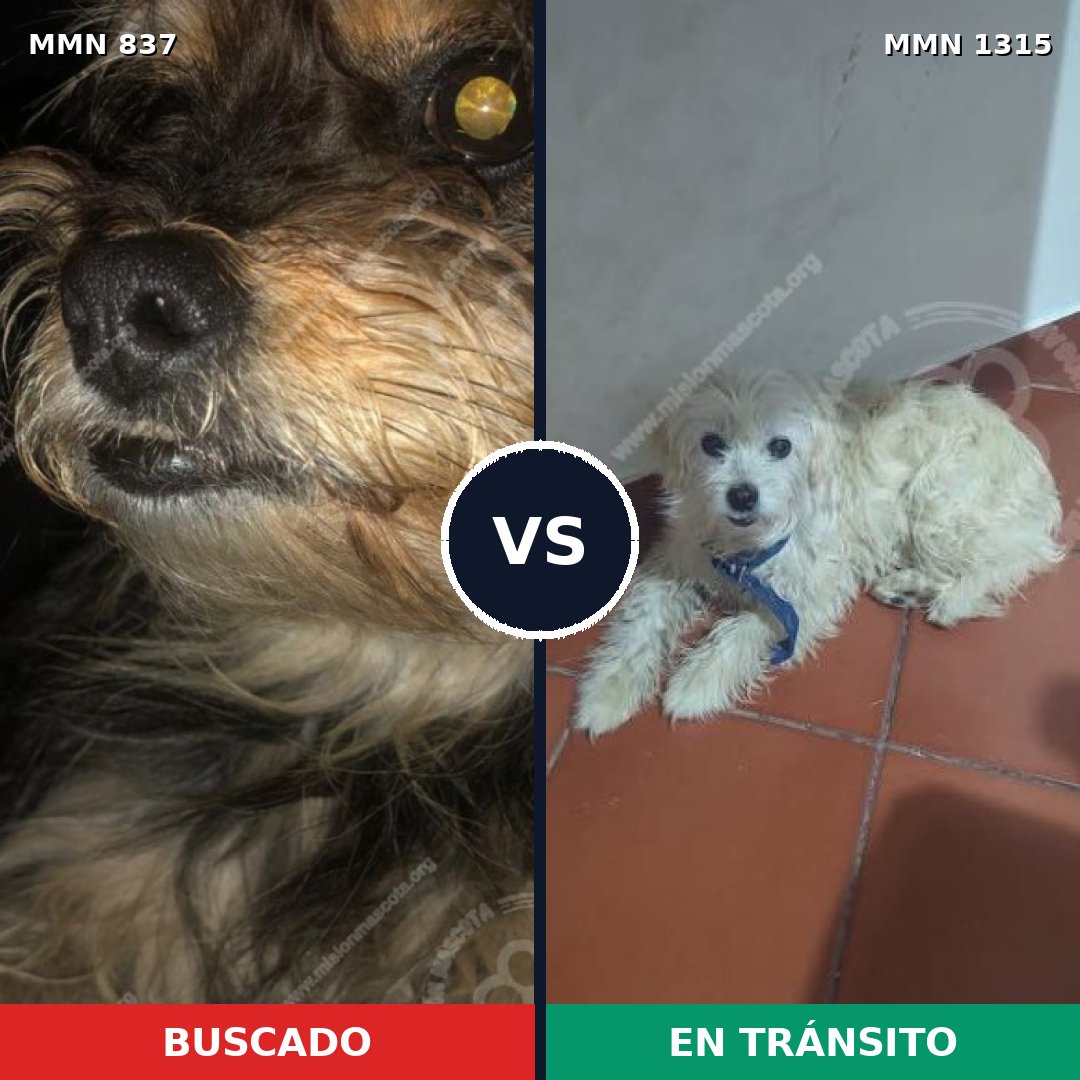 Comparativa MMS 23876: mascota perdida y mascota encontrada, 40% de similitud