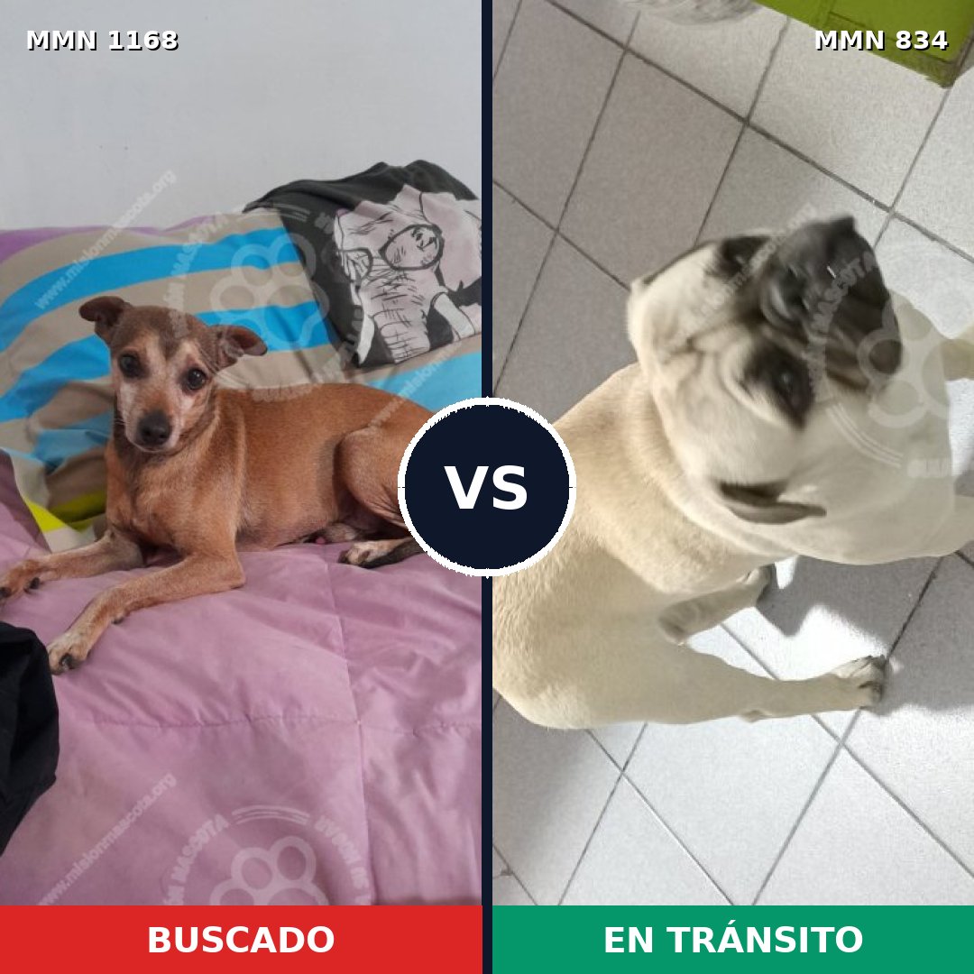 Comparativa MMS 23877: mascota perdida y mascota encontrada, 52% de similitud