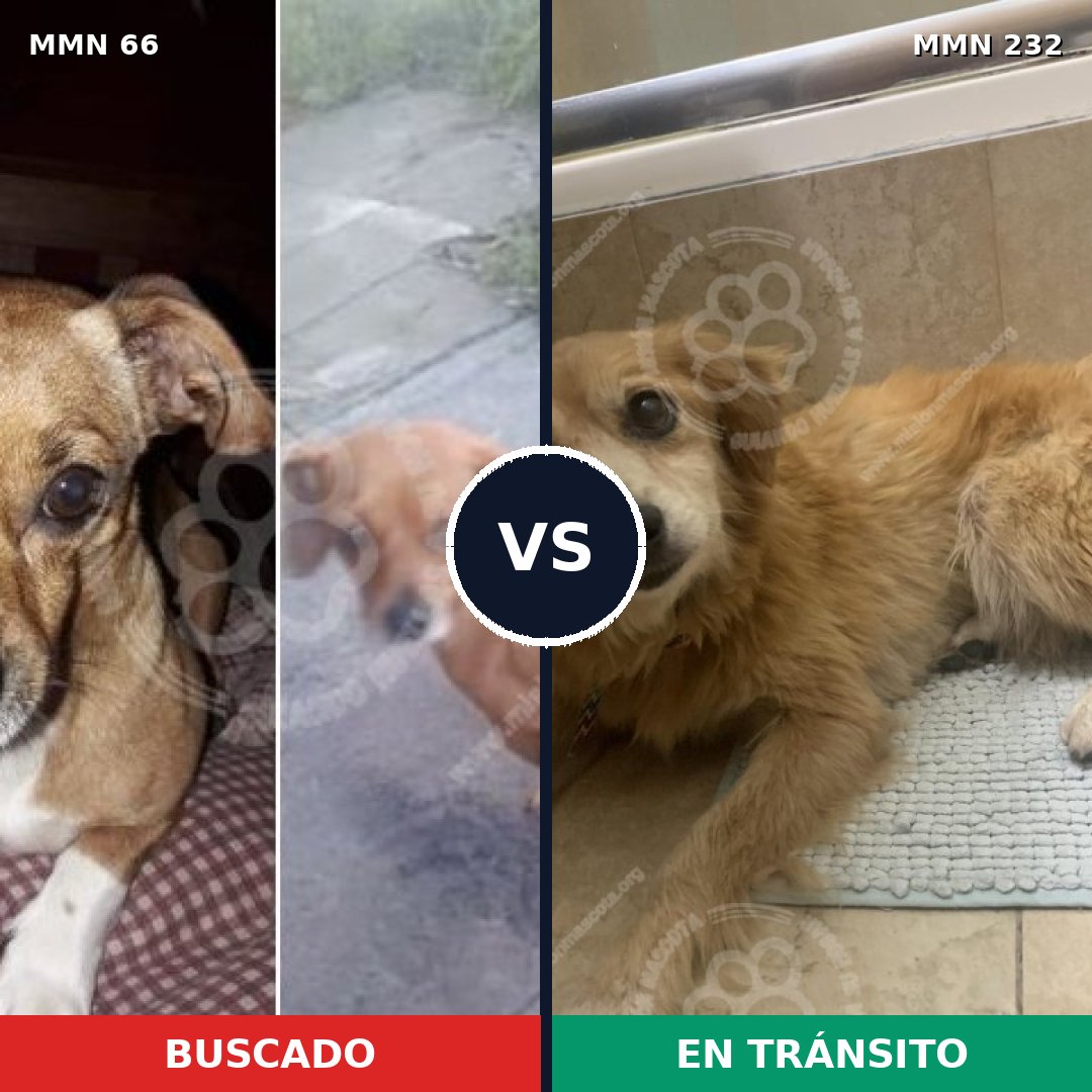 Comparativa MMS 2388: mascota perdida y mascota encontrada, 64% de similitud