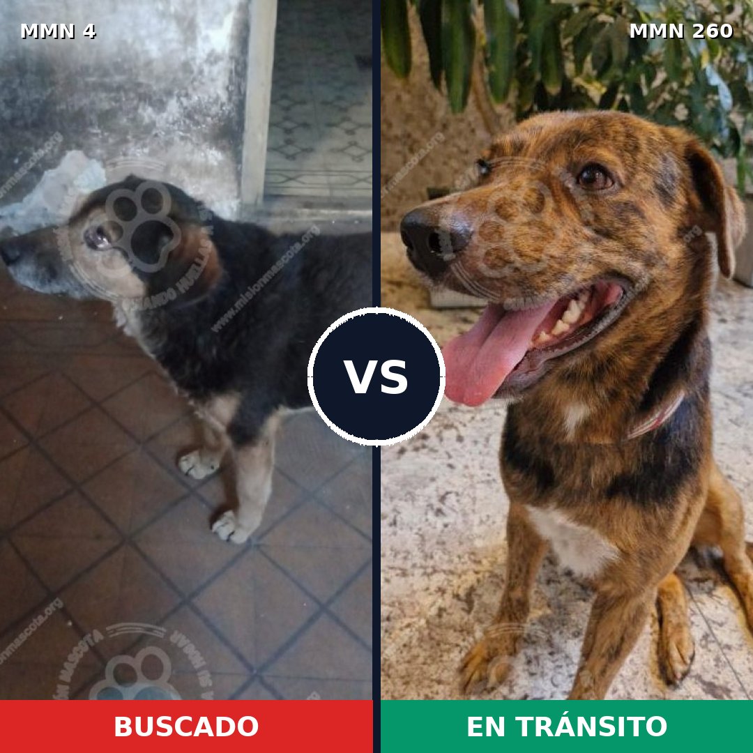 Comparativa MMS 239: mascota perdida y mascota encontrada, 68% de similitud