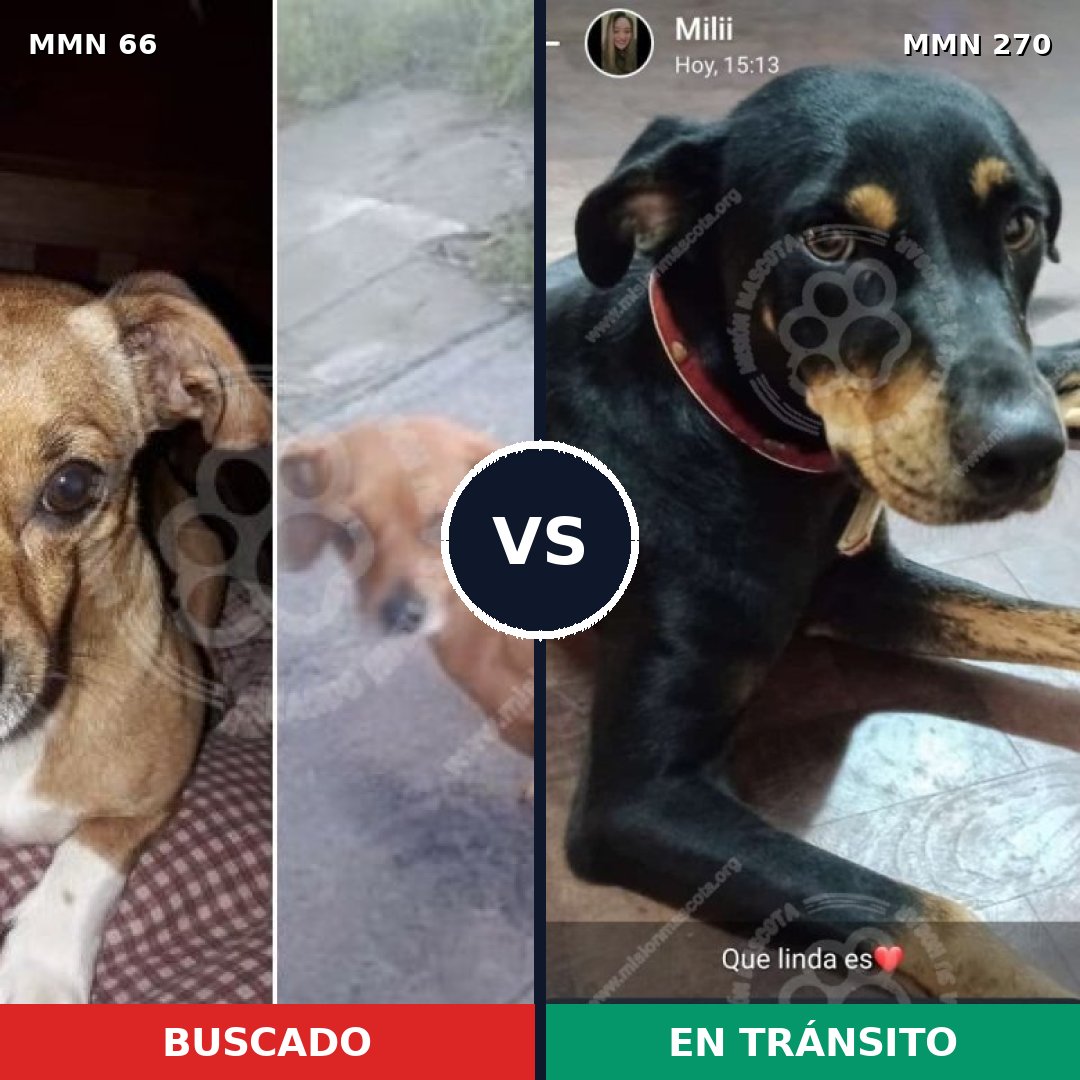 Comparativa MMS 2390: mascota perdida y mascota encontrada, 11% de similitud