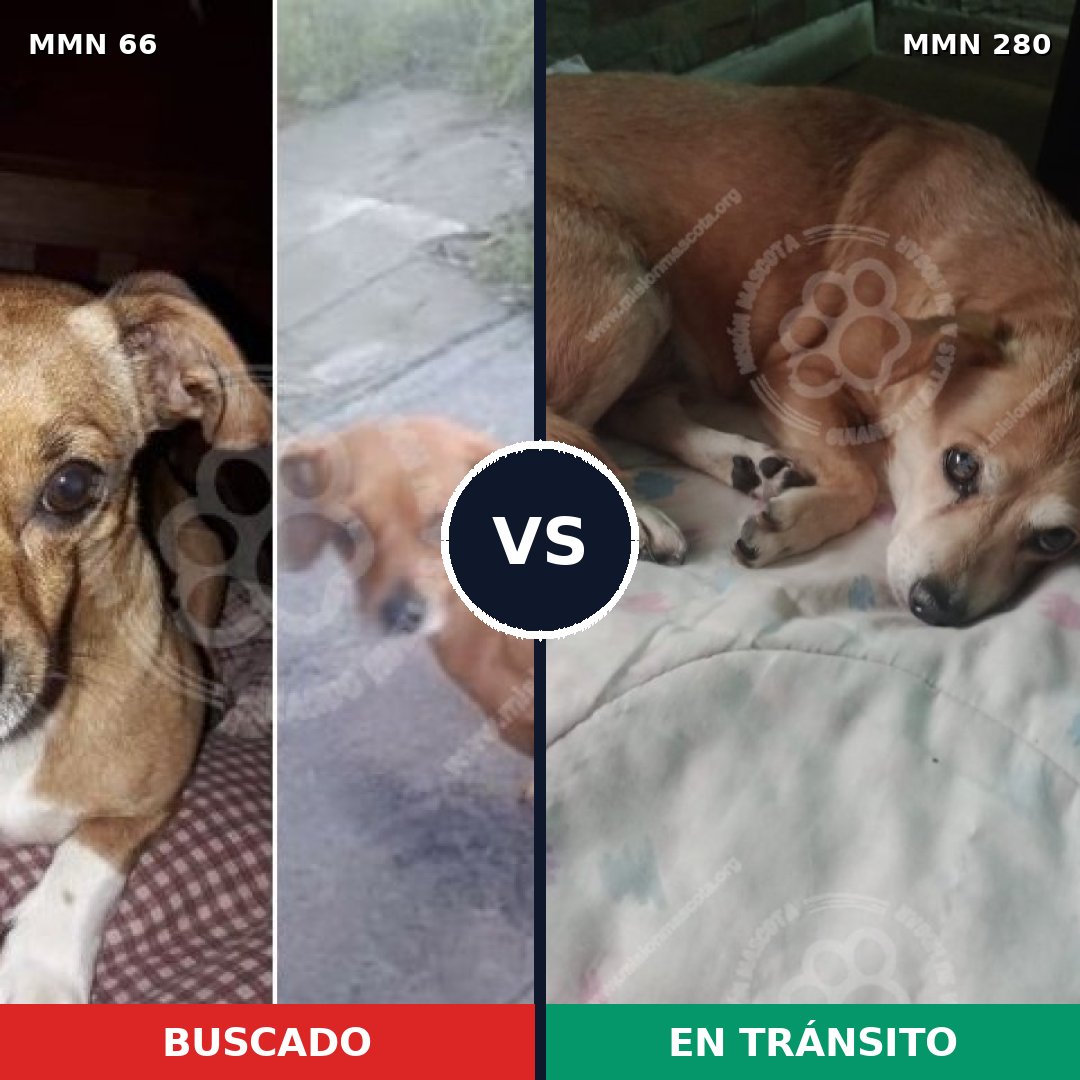Comparativa MMS 2391: mascota perdida y mascota encontrada, 85% de similitud