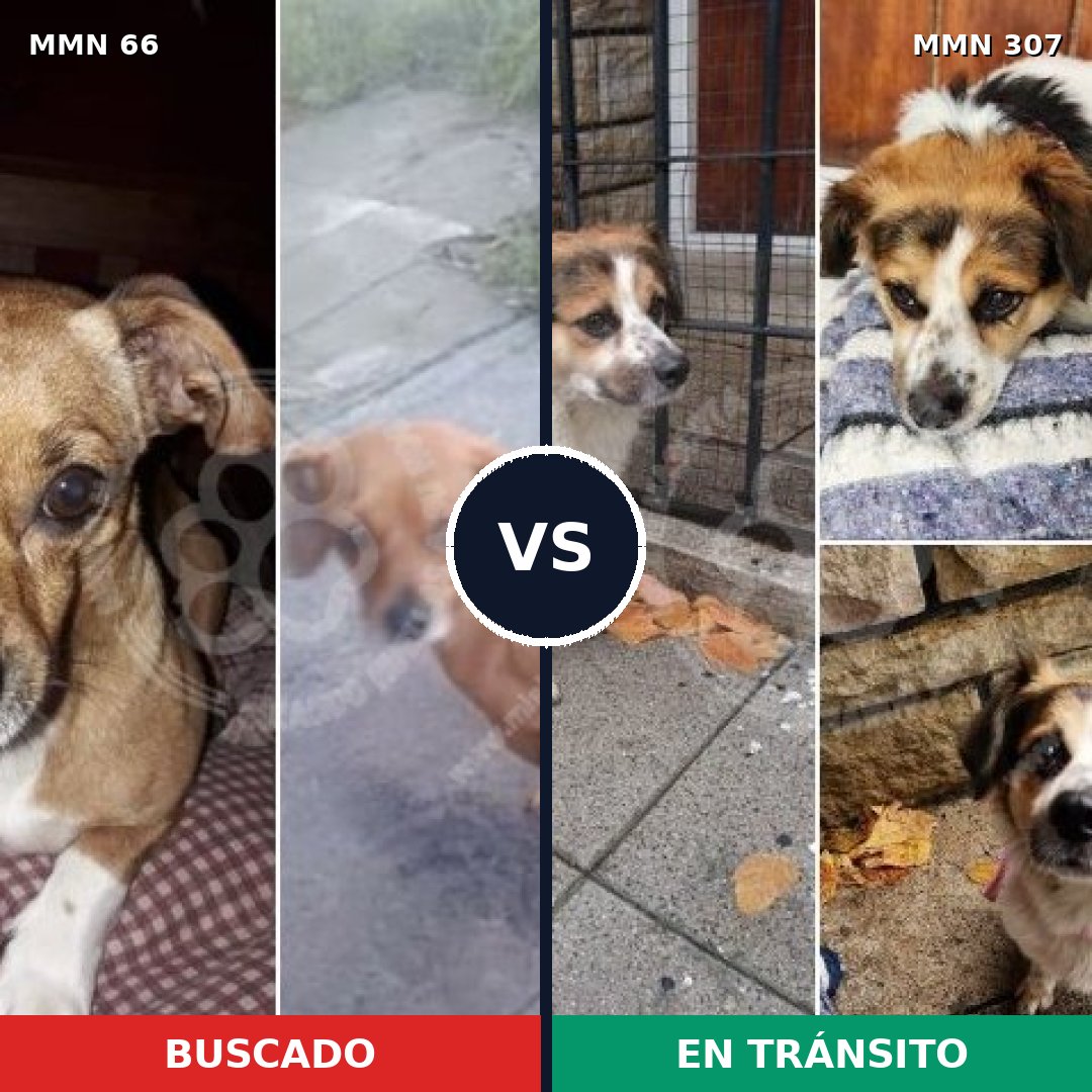Comparativa MMS 2392: mascota perdida y mascota encontrada, 31% de similitud