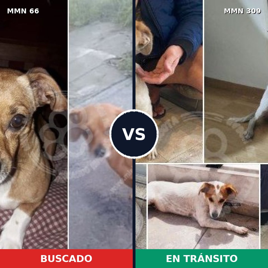 Comparativa MMS 2393: mascota perdida y mascota encontrada, 43% de similitud