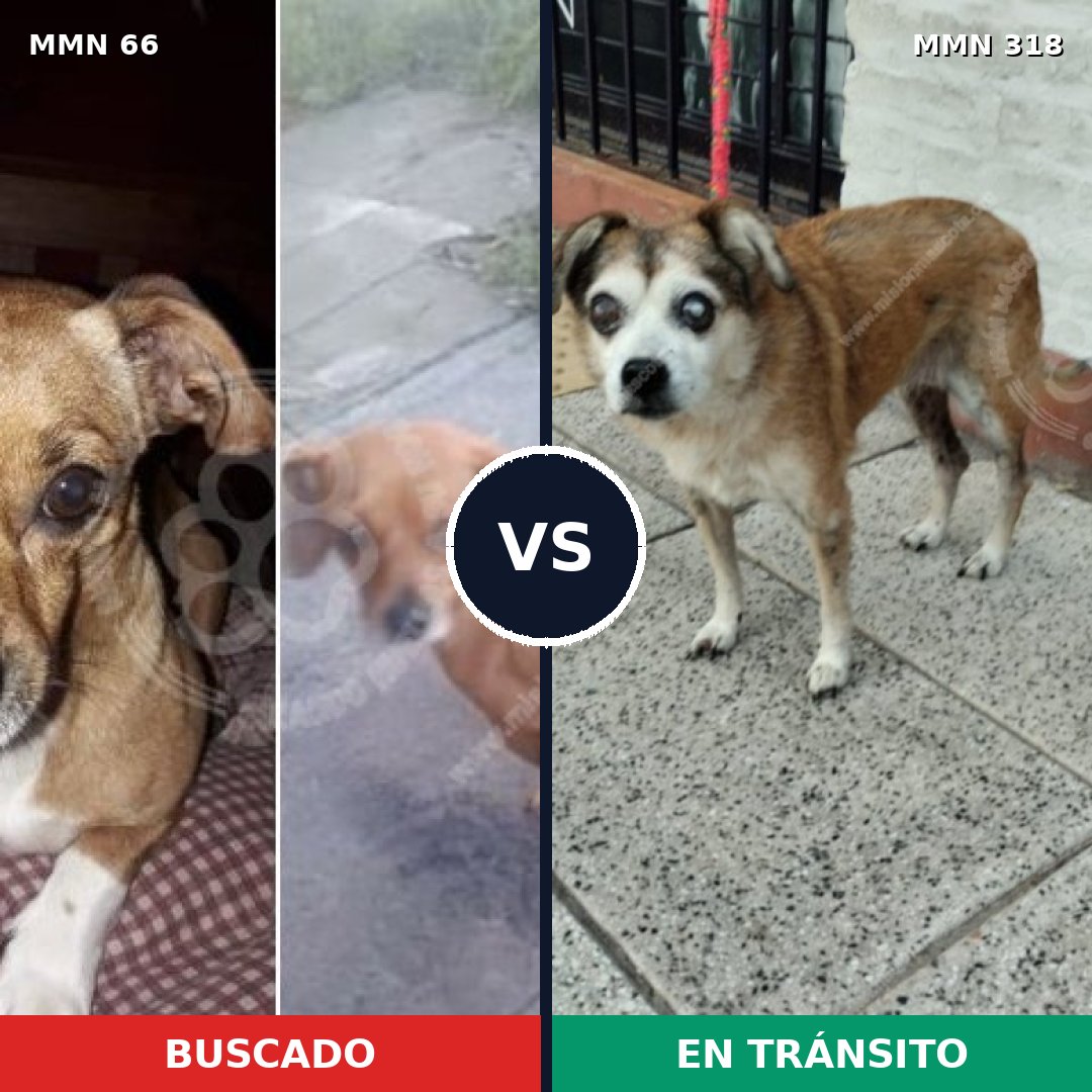 Comparativa MMS 2395: mascota perdida y mascota encontrada, 70% de similitud