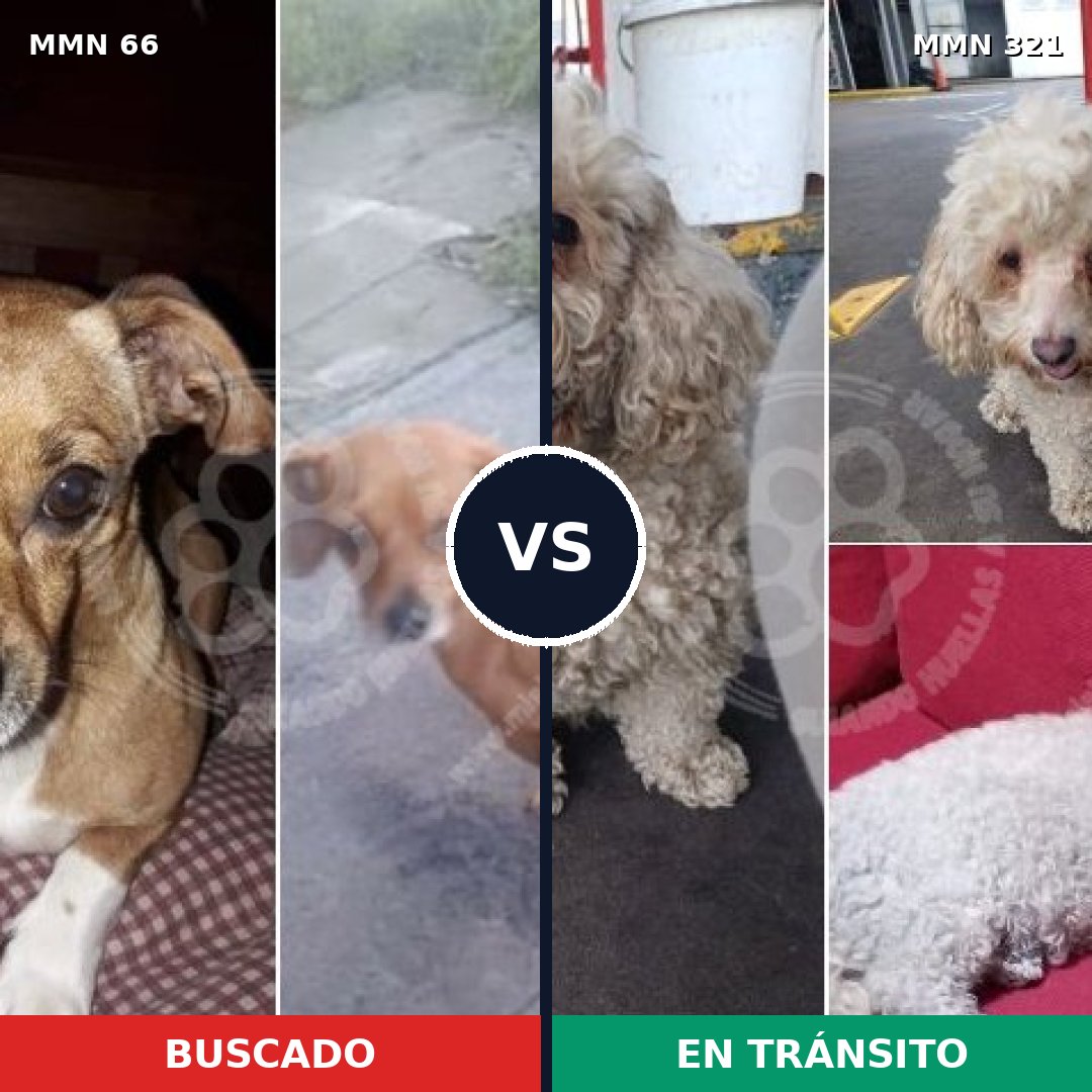 Comparativa MMS 2396: mascota perdida y mascota encontrada, 64% de similitud