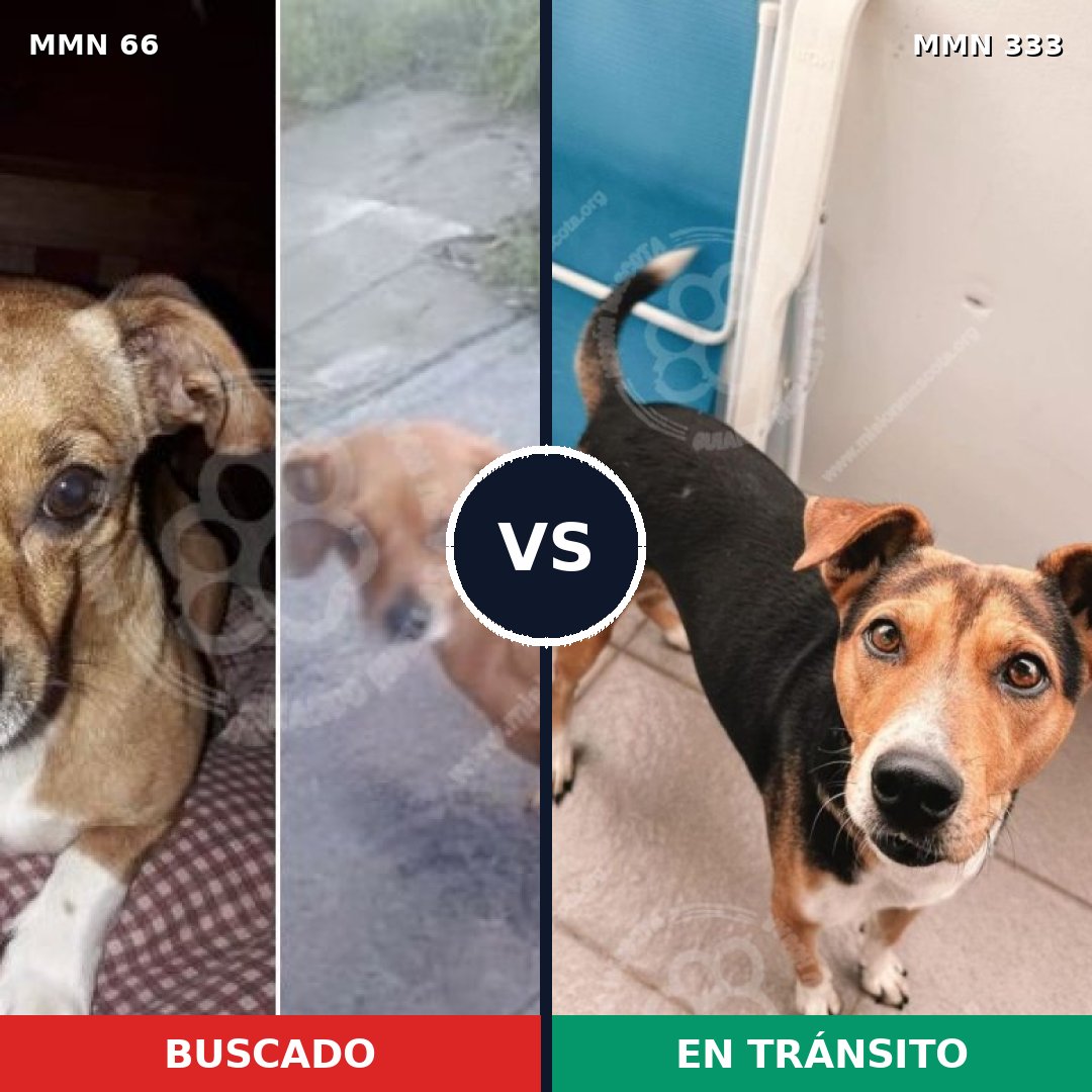 Comparativa MMS 2399: mascota perdida y mascota encontrada, 6% de similitud