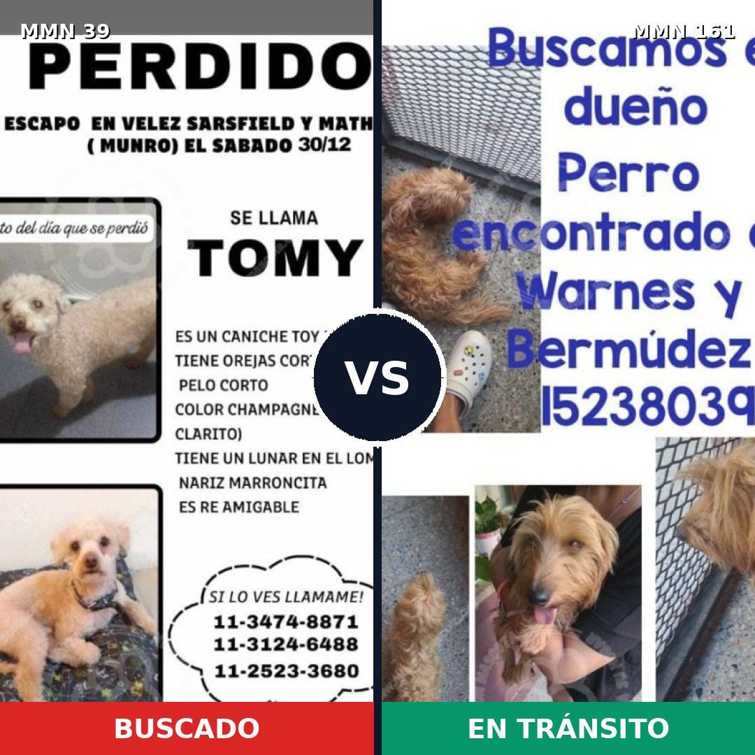 Comparativa MMS 24: mascota perdida y mascota encontrada, 18% de similitud