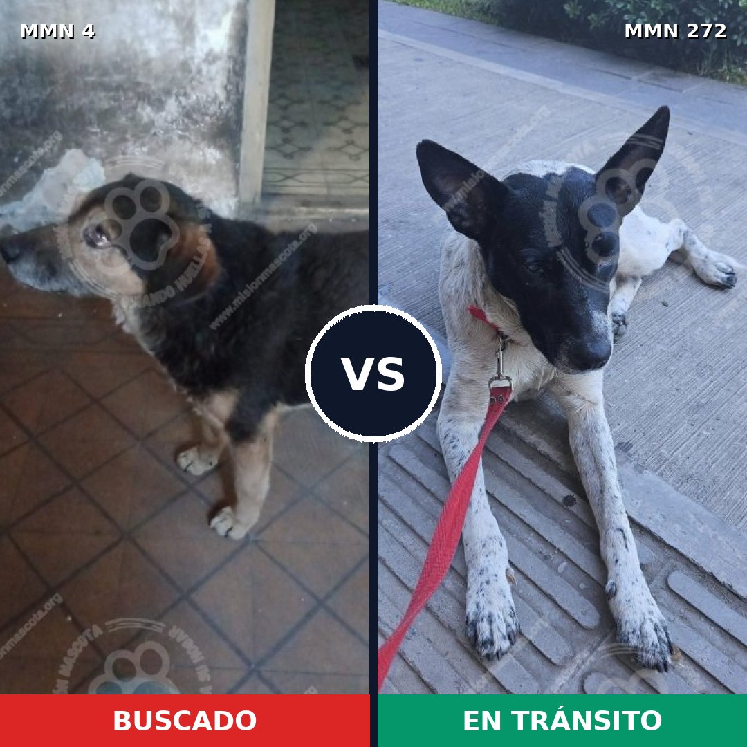 Comparativa MMS 240: mascota perdida y mascota encontrada, 67% de similitud